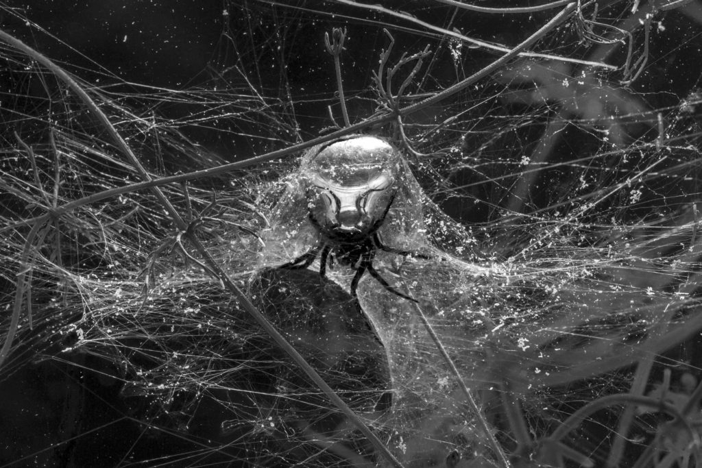 Spiders Undewater - Il mondo di Tomas Saraceno