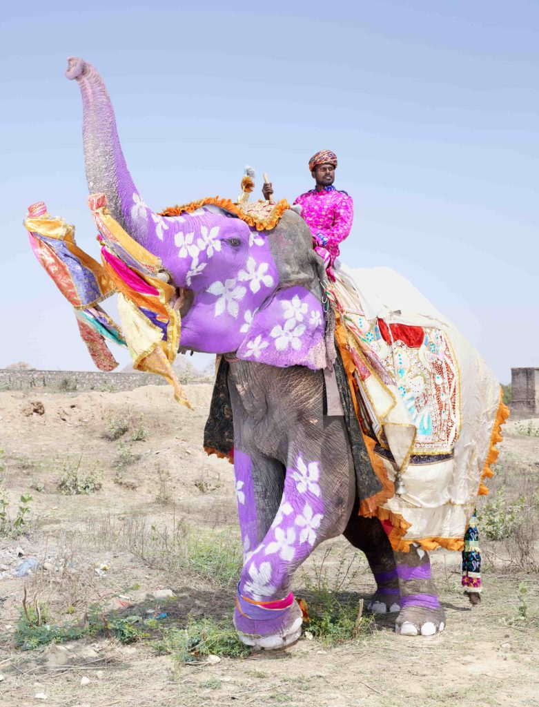 CHARLES FREGER_Painted Elephants (1)